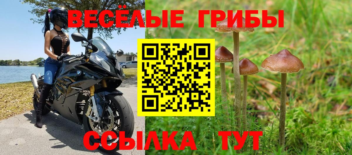 Галлюциногенные грибы Psilocybe Воронеж